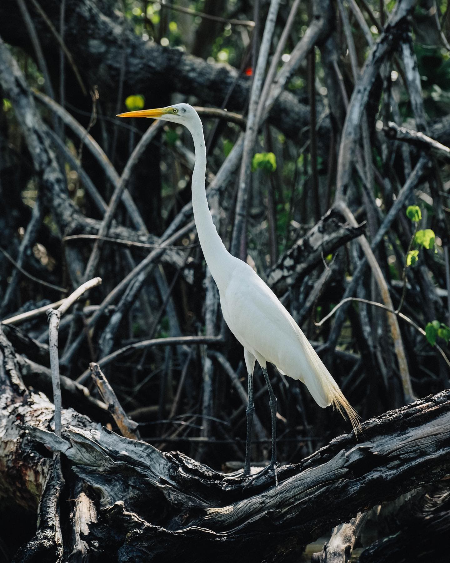 Los Haitises All One: Kayaking, Hiking, Boat, and Swimming — Guided tour and outdoor activity
