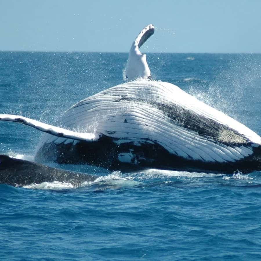 From Punta Cana: Sanctuary Whale Watching Day Trip — Guided tour and outdoor activity