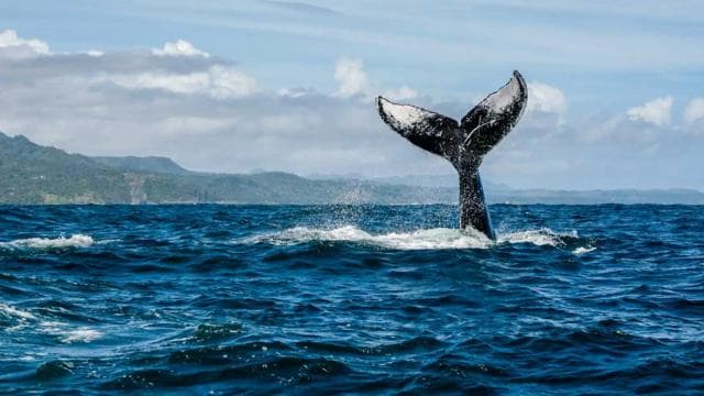 Miches : Private Whale Watching Samana bay — Guided tour and outdoor activity