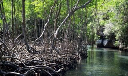 From Punta Cana: Los Haitises Guided Day Tour ā Guided tour and outdoor activity