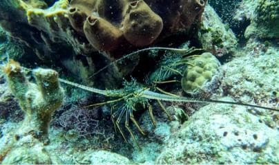 diving without a license catalina island from punta cana â Guided tour and outdoor activity