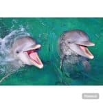 Punta Cana: Dolphin Explorer Swims and Encounters â Guided tour and outdoor activity